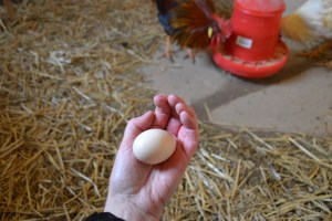 Egg nummer to er ankommet!