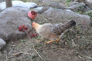 Kan det være Snupphøna som var første høne ut og  verpet, tro?