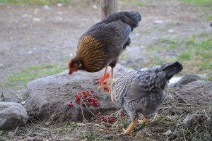 Det kan også ha vært vår brune italiener, Dollarosa (bakerst), eller jærhøna Perlemor