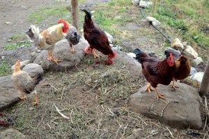 Litt rips som påskjønnelse for godt utført arbeid - skjønt, Galematias tar for seg først - og han har i hvert fall ikke verpet!