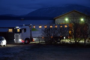 Tynsetingen Per Erik fra Nortura, kom med en diger bil full av kyr.