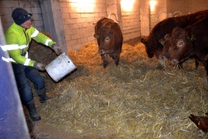 Vi frister med litt snadder - eller kraftfôr, som det også kalles.