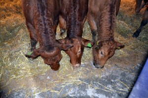 Se, som de koser seg allerede!