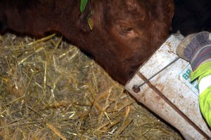 Miss "lange øyevipper"