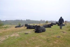Gallowaykyr - flotte beitedyr i kulturlandskapet